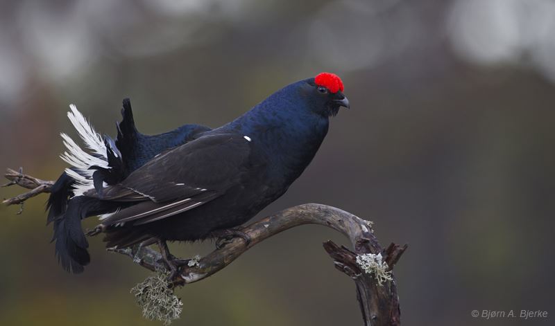 A species in the collection