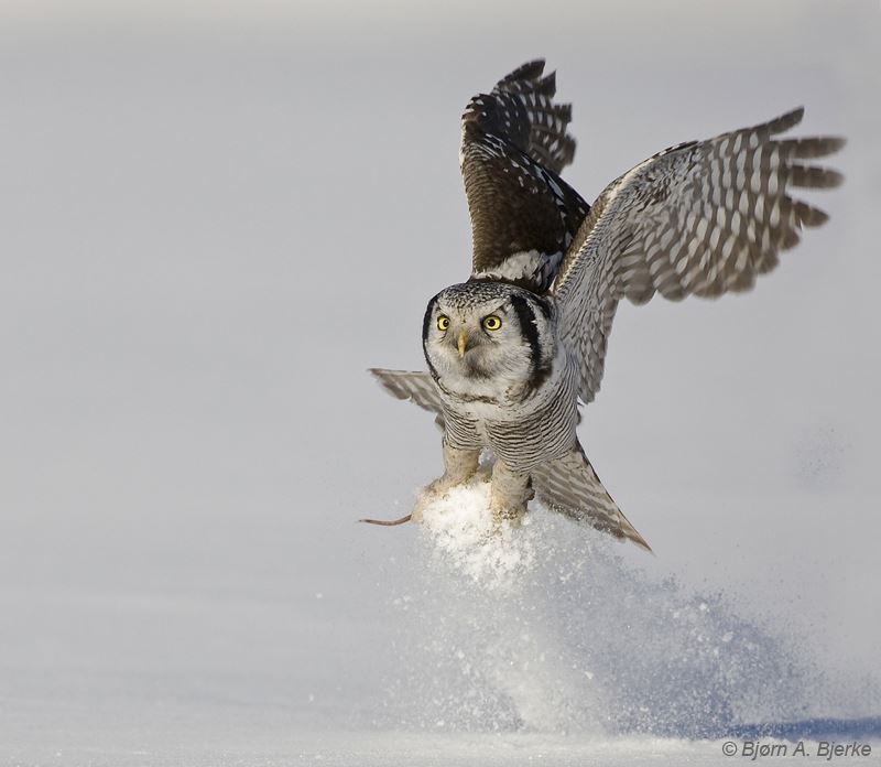 A species in the collection