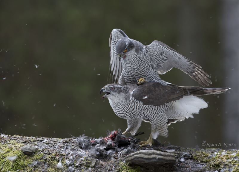 A species in the collection